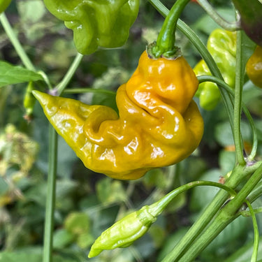 Habanero Lightning Mustard - Seeds - The Pepper Pantry (Formerly Marie Sharp's)